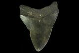 3.38" Fossil Megalodon Tooth - North Carolina - #131591-2